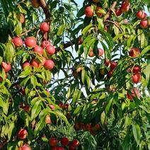 珍珠枣油桃苗1-2-3号离核早中晚珍珠枣油桃苗保品种
