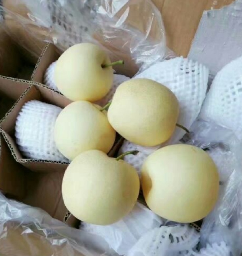 皇冠梨电商供应市场精品连锁商超供应产地一手货源