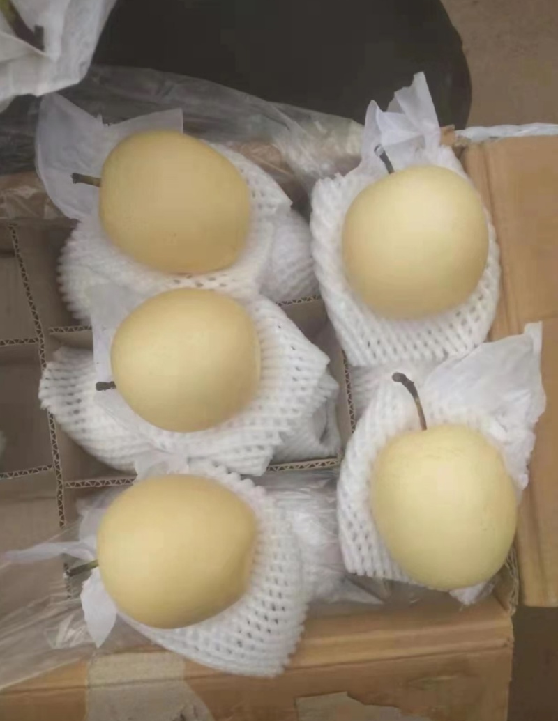 皇冠梨电商供应市场精品连锁商超供应产地一手货源