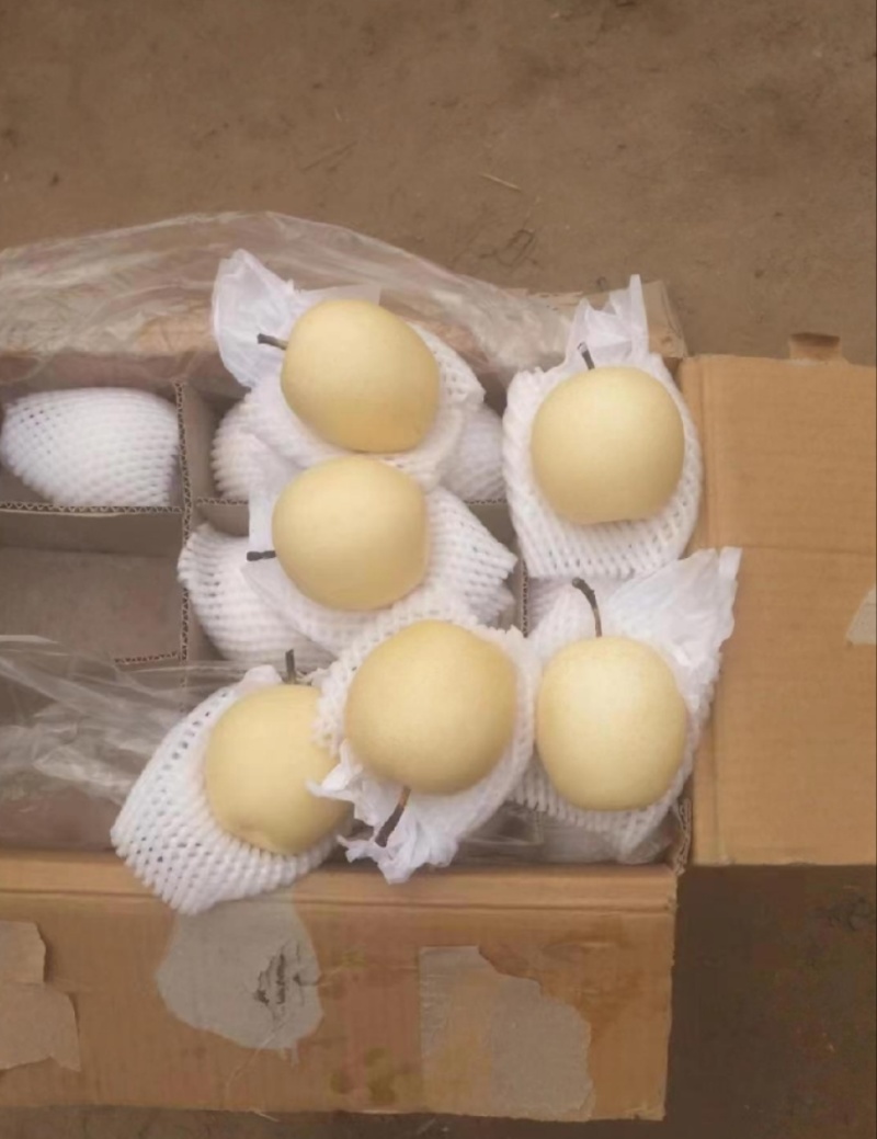 皇冠梨电商供应市场精品连锁商超供应产地一手货源