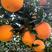 纽荷尔脐橙长虹脐橙基地果园可视频看货发货保质保量