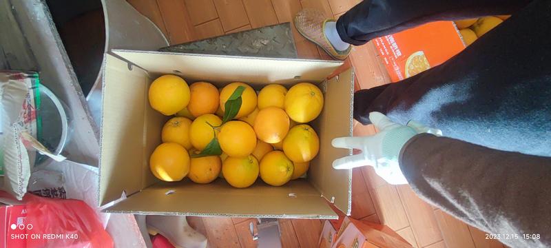 正宗赣南脐橙10斤20斤装支持一件代发公司团购福利