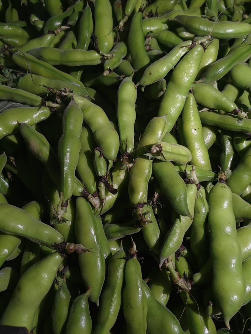 大白蚕豆，小蚕豆