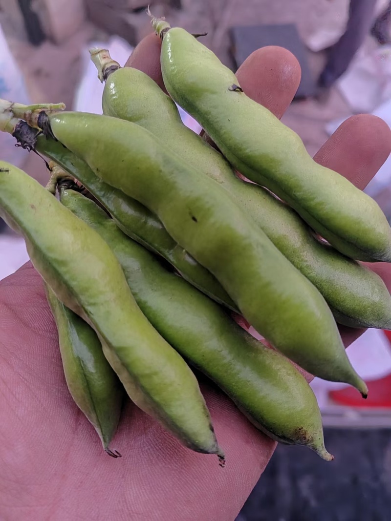 大白蚕豆，小蚕豆