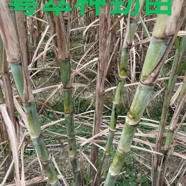 新品种粤脆脱毒苗种，小裂口，甘甜脆口