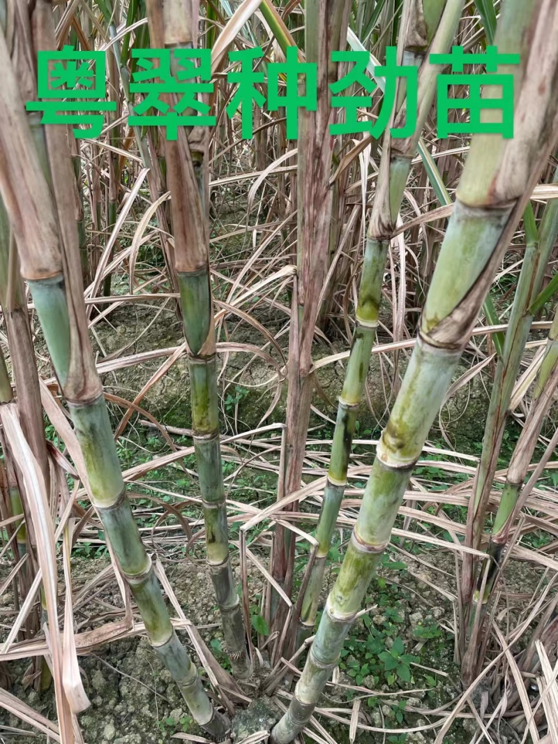 新品种粤脆脱毒苗种，小裂口，甘甜脆口