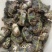 阳澄湖大闸蟹九指残蟹特大精品