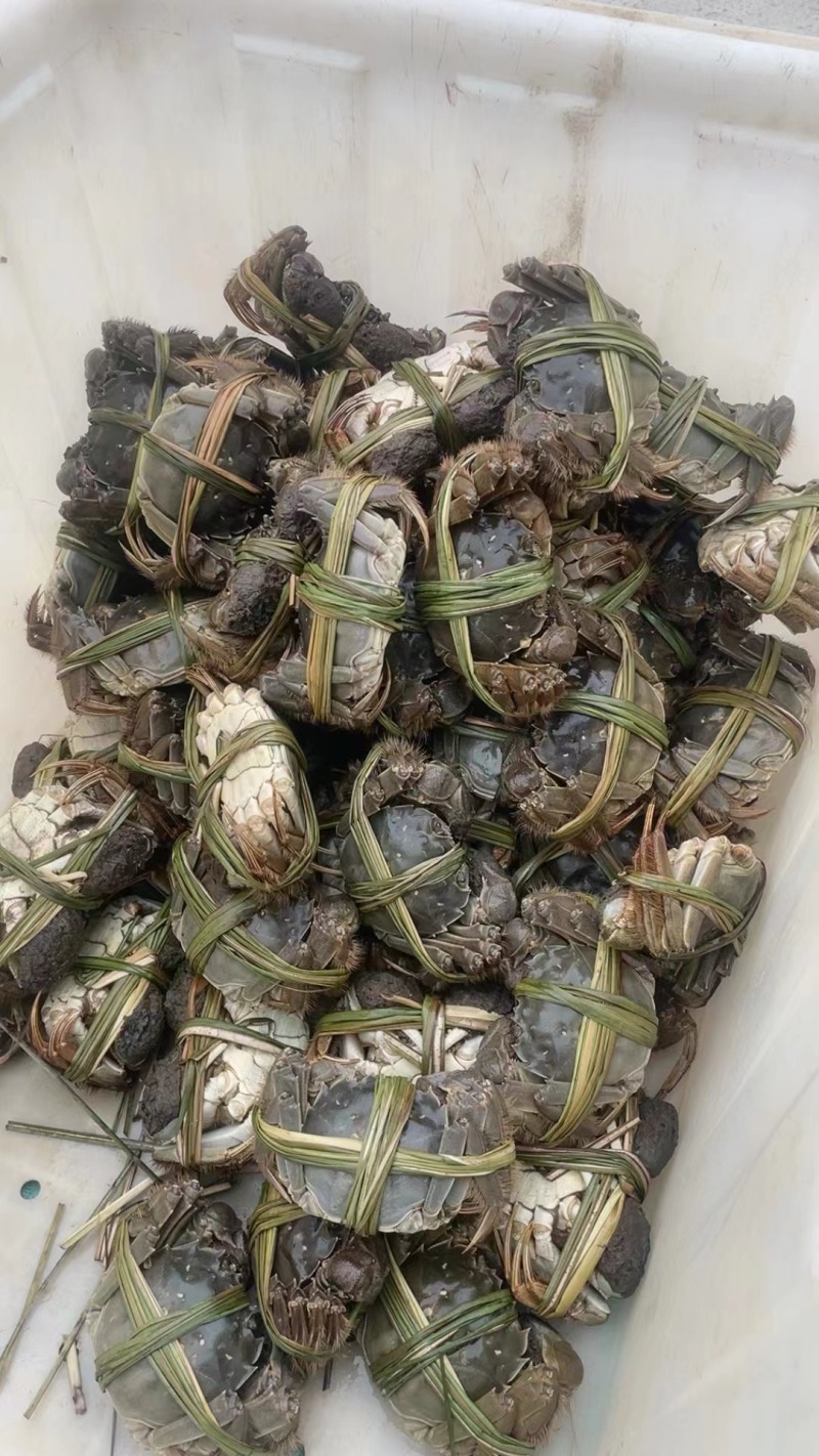 阳澄湖大闸蟹九指残蟹特大精品