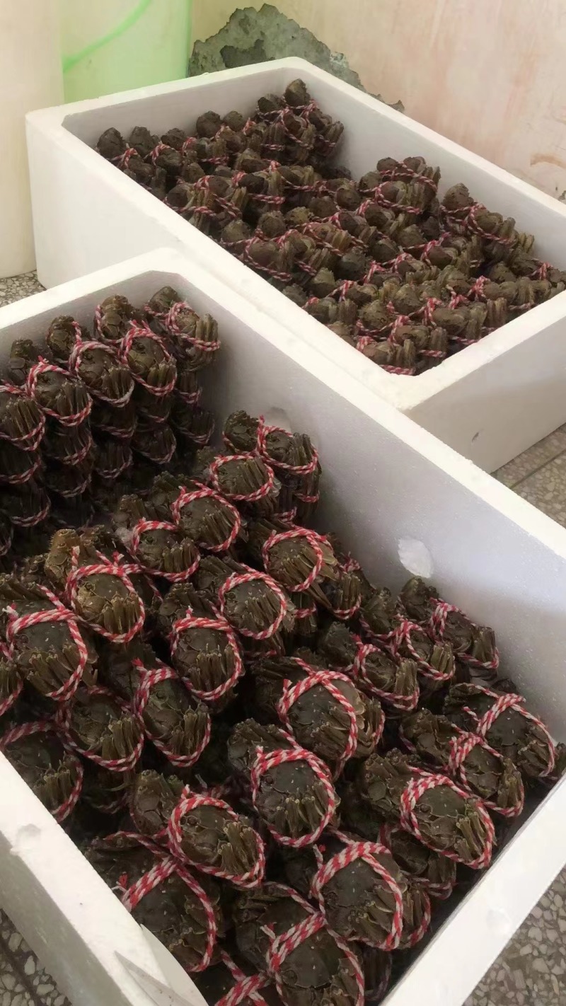 阳澄湖大闸蟹九指残蟹特大精品