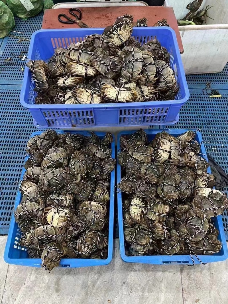阳澄湖大闸蟹九指残蟹特大精品