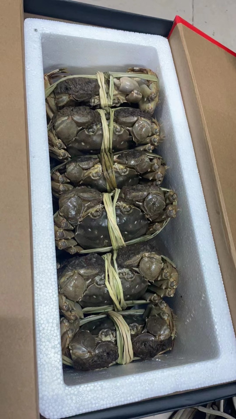 阳澄湖大闸蟹九指残蟹特大精品