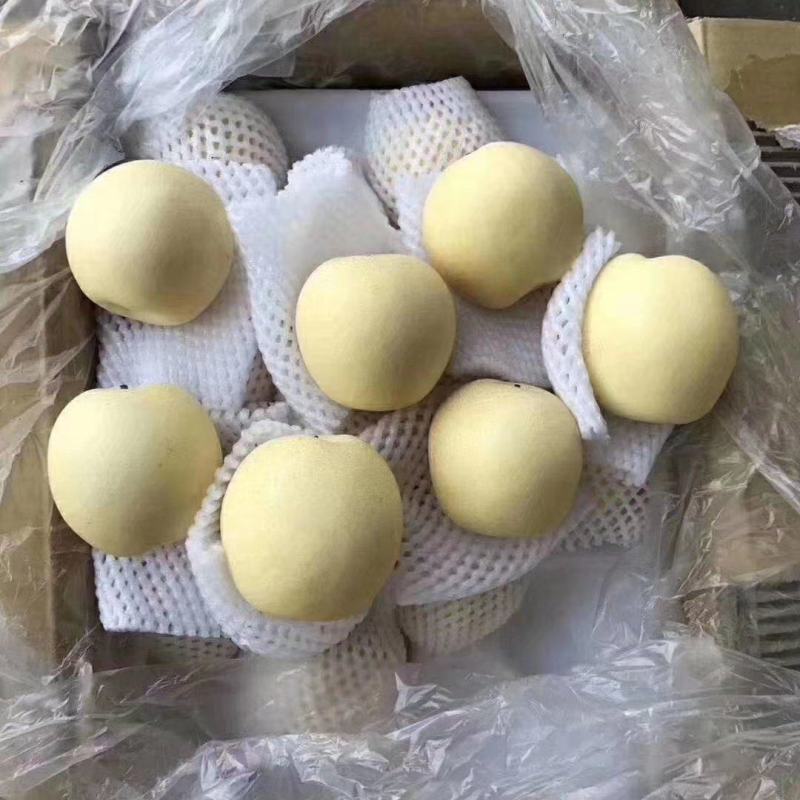 【优选】河北皇冠梨皮薄多汁可长期合作货源充足欢迎来电