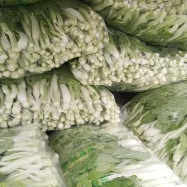 湖北江夏基地，白菜苔，红菜苔大量有货欢迎全国客商订购！