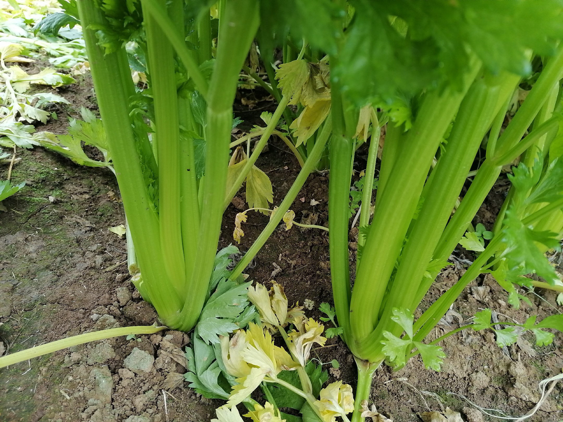 芹菜黄叶病症状图,显示叶片从基部开始发黄并向顶部蔓延 芹菜黄叶病症状图