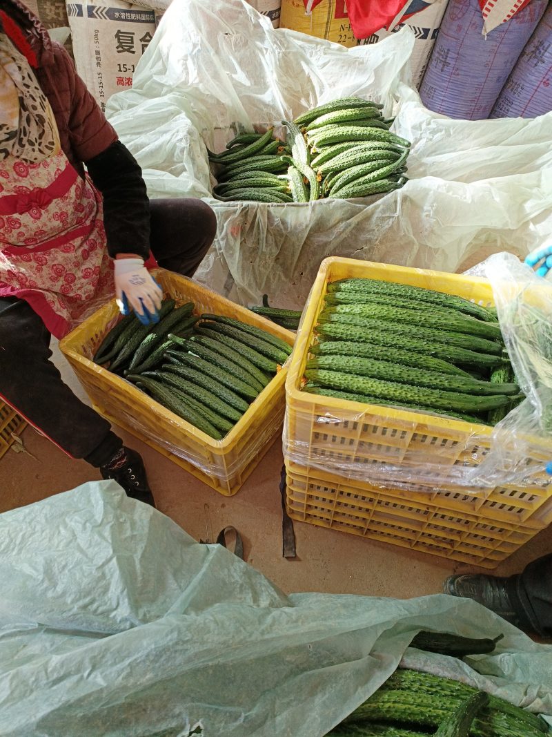 大荔县黄瓜大量上市有需要的老板，请与一亩田联系我，诚信经