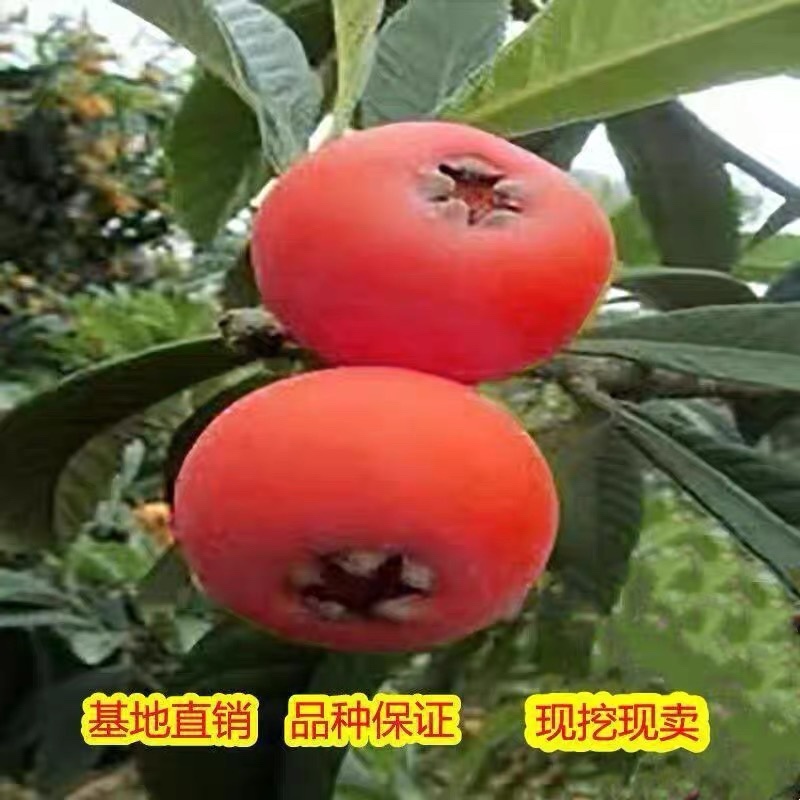 无核红枇杷树苗保品质品种死苗包赔