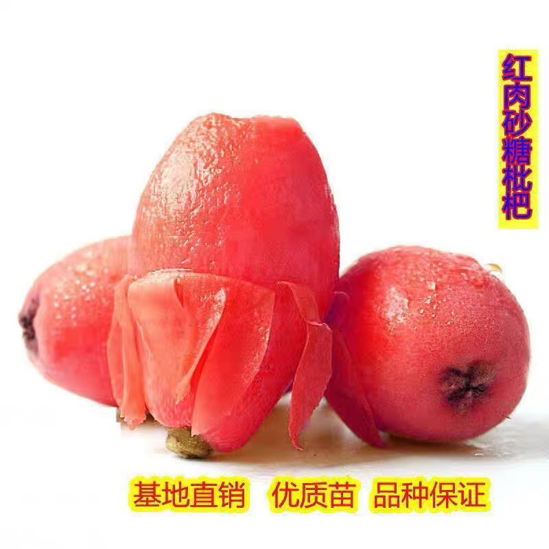 无核红枇杷树苗保品质品种死苗包赔