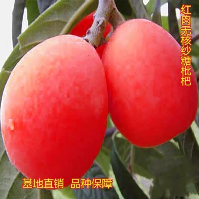 无核红枇杷树苗保品质品种死苗包赔