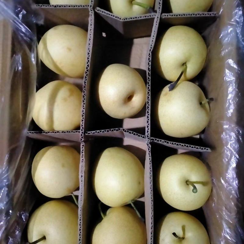 【河北精品皇冠梨】皮薄多汁基地直发货源充足欢迎下单