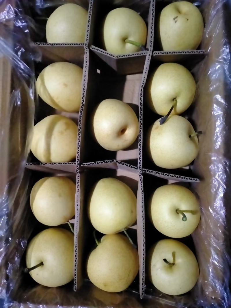 【河北精品皇冠梨】皮薄多汁基地直发货源充足欢迎下单