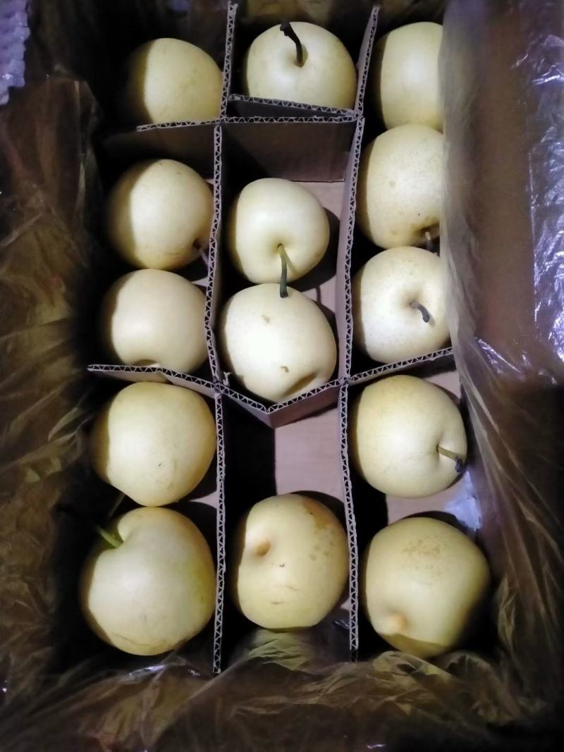 【河北精品皇冠梨】皮薄多汁基地直发货源充足欢迎下单