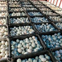 湖北红安县大别山土鸭蛋，纯粮食麦麸喂养土鸭蛋。价格美。