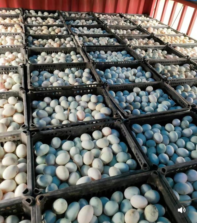 湖北红安县大别山土鸭蛋，纯粮食麦麸喂养土鸭蛋。价格美。