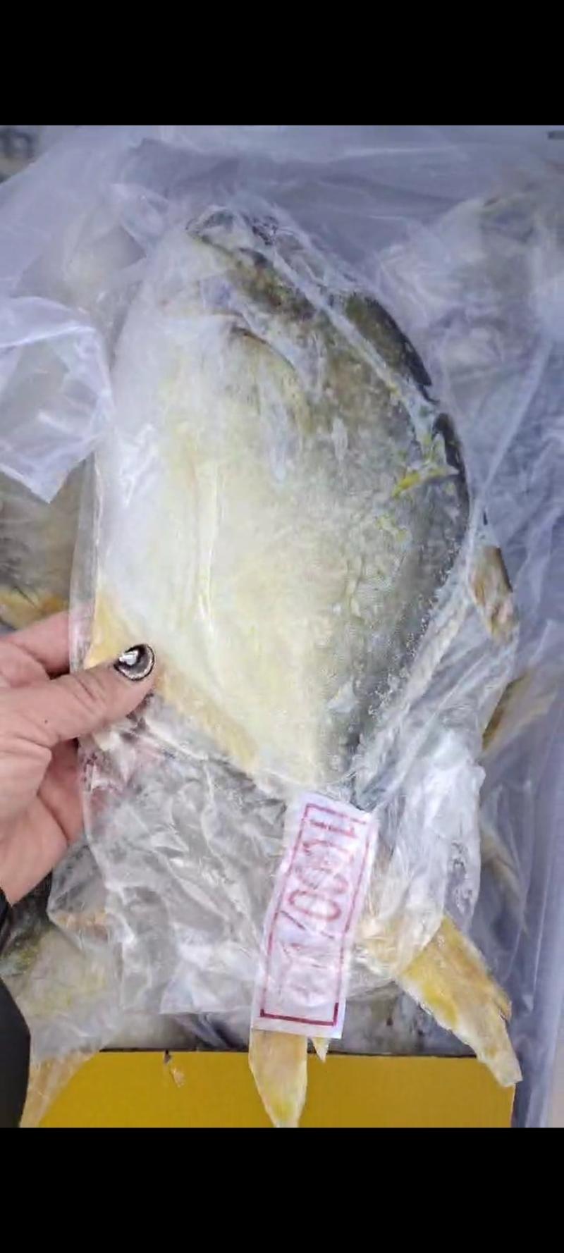 金鲳鱼冻鱼大量有货批发量大价优