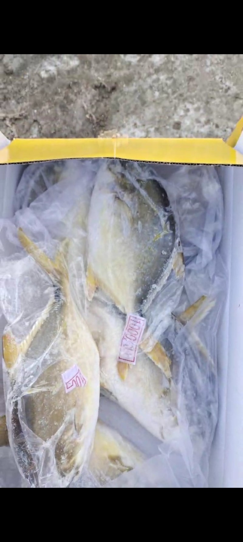 金鲳鱼冻鱼大量有货批发量大价优