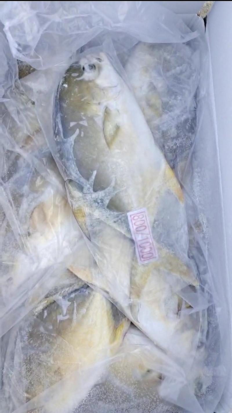 金鲳鱼冻鱼大量有货批发量大价优