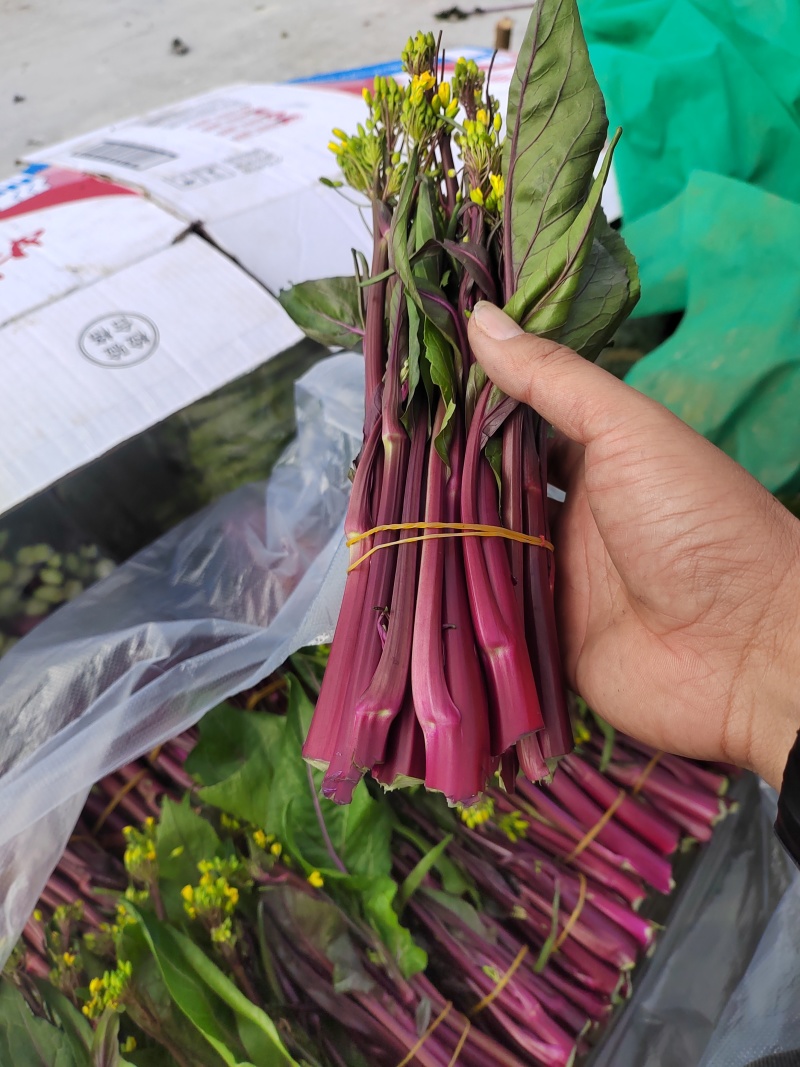 红菜苔精品20-28