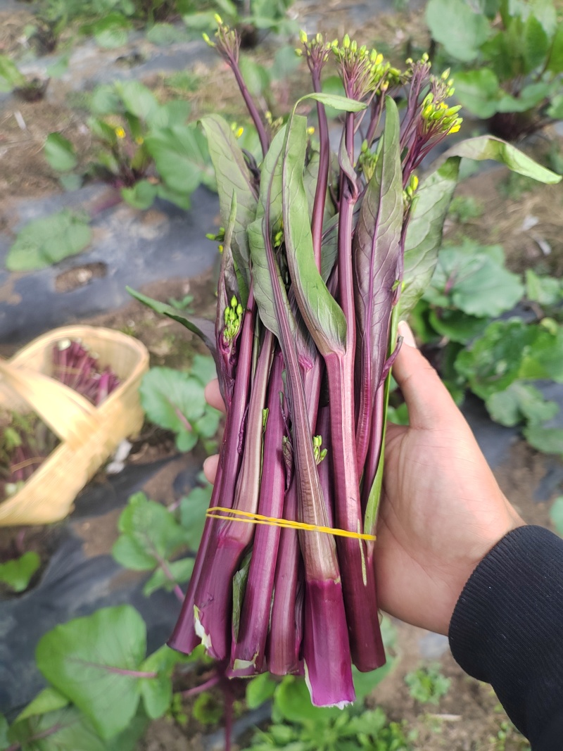 红菜苔精品20-28