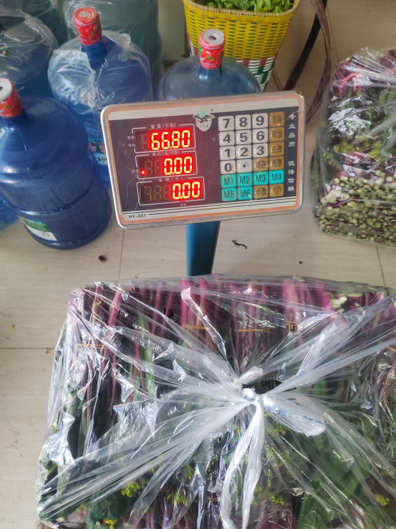 红菜苔精品20-28