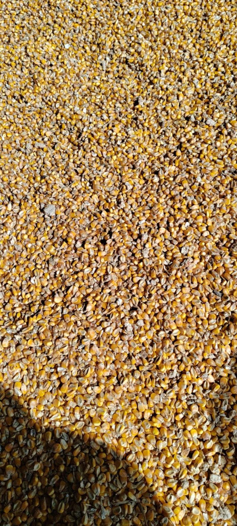饲料玉米大量供应中，湖北襄阳，欢迎各地朋友订购