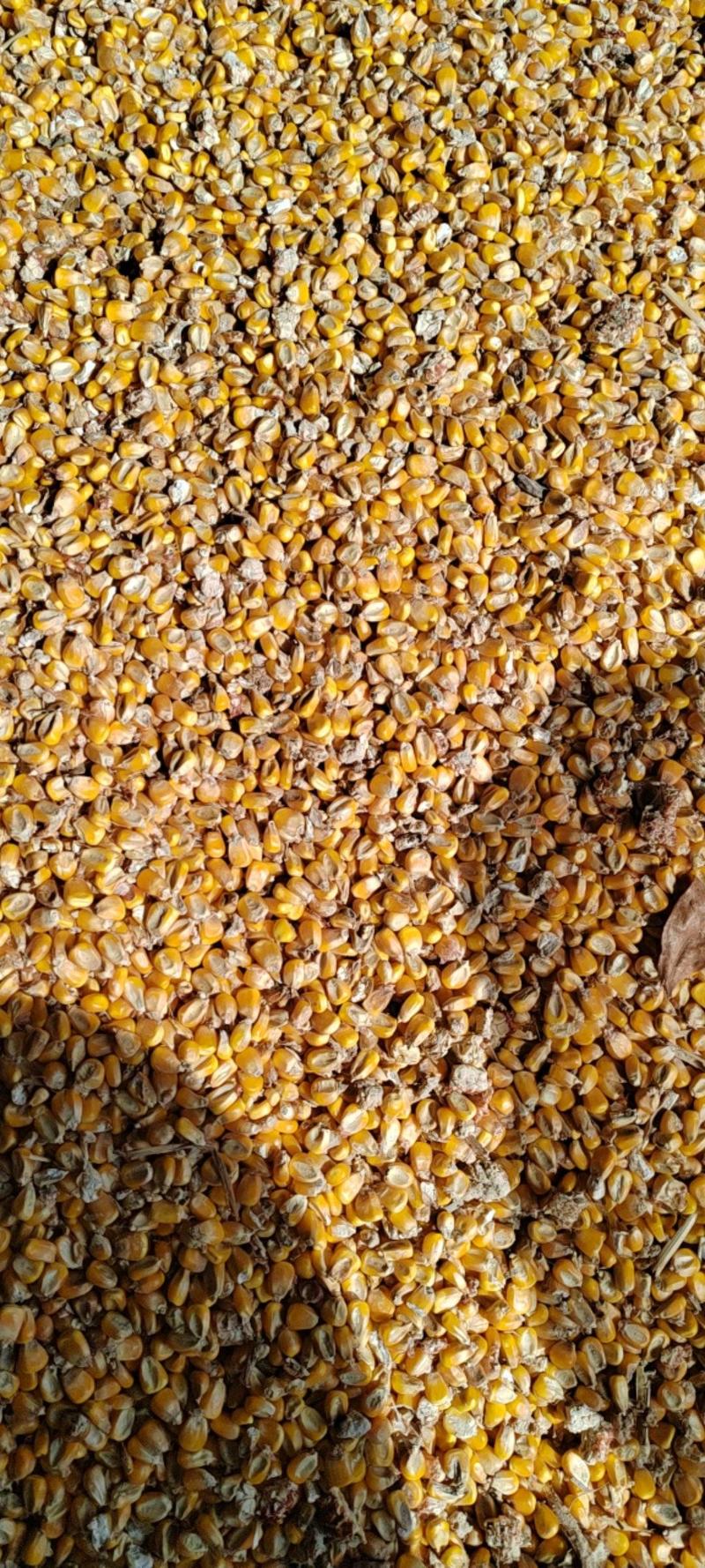 饲料玉米大量供应中，湖北襄阳，欢迎各地朋友订购