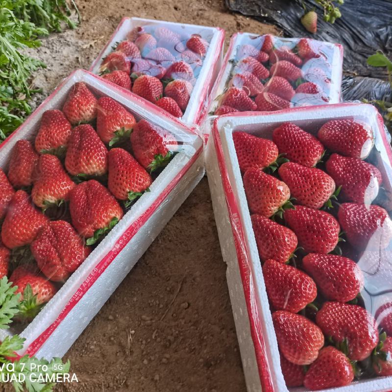 河北顺平县自己种植的红颜久久草莓，单个草莓在30克以上。