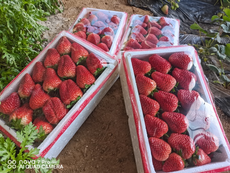 河北顺平县自己种植的红颜久久草莓，单个草莓在30克以上。