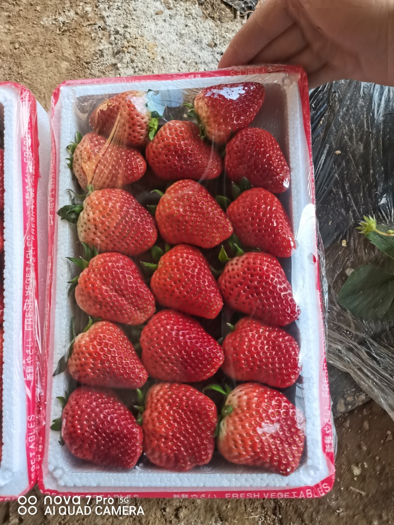 河北顺平县自己种植的红颜久久草莓，单个草莓在30克以上。