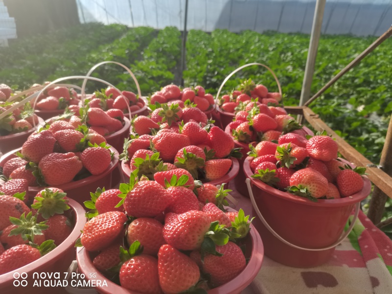 河北顺平县自己种植的红颜久久草莓，单个草莓在30克以上。