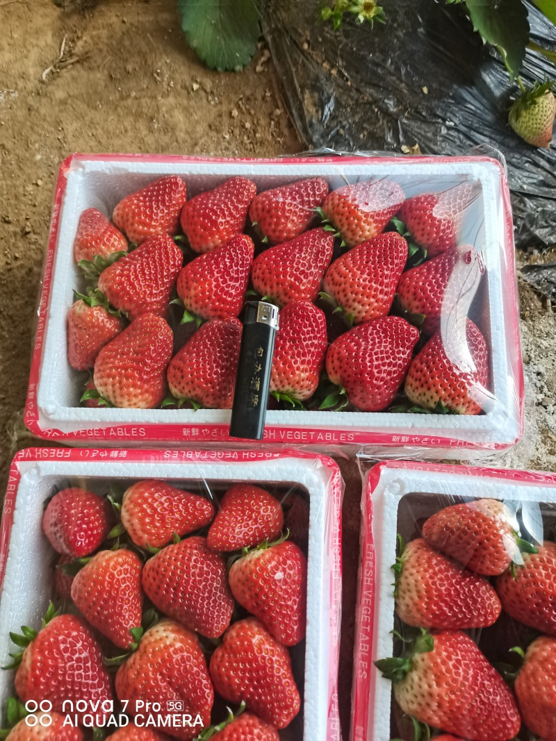 河北顺平县自己种植的红颜久久草莓，单个草莓在30克以上。