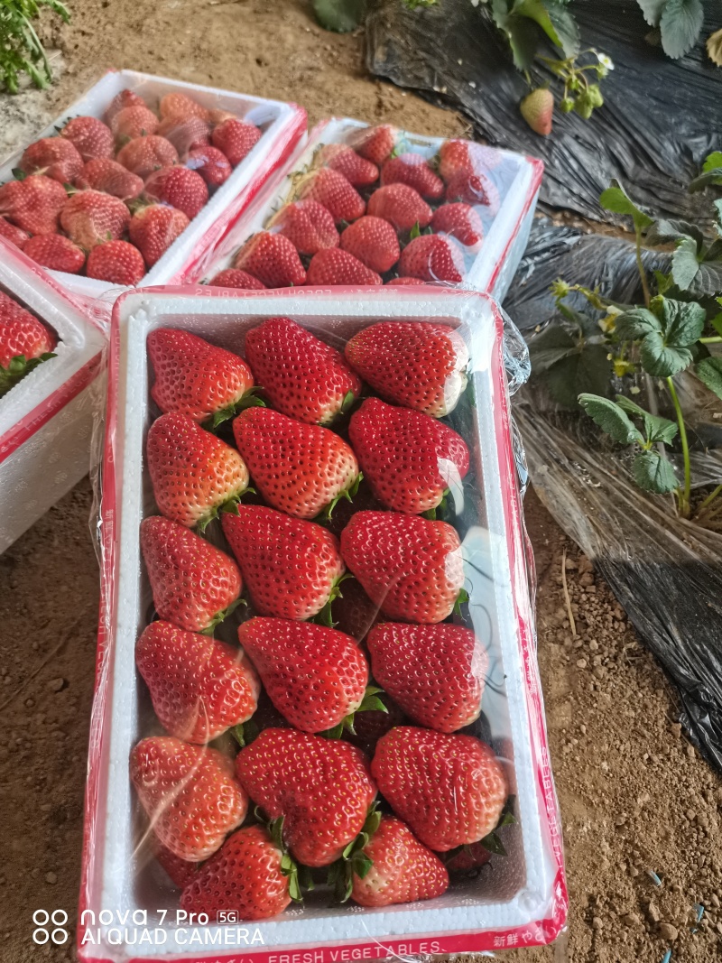 河北顺平县自己种植的红颜久久草莓，单个草莓在30克以上。
