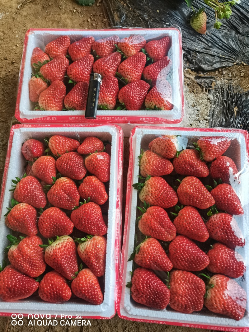 河北顺平县自己种植的红颜久久草莓，单个草莓在30克以上。