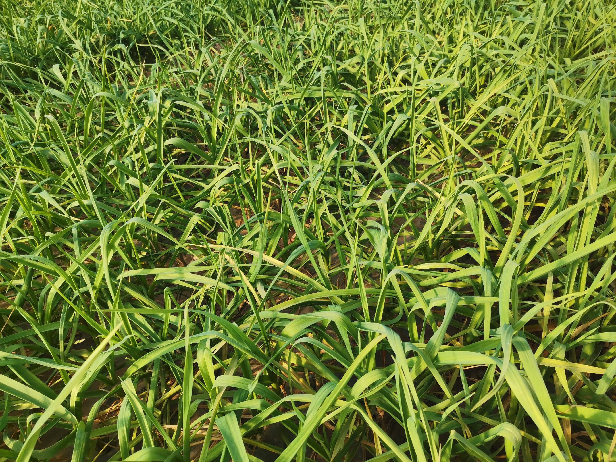 红蒜田间生长图