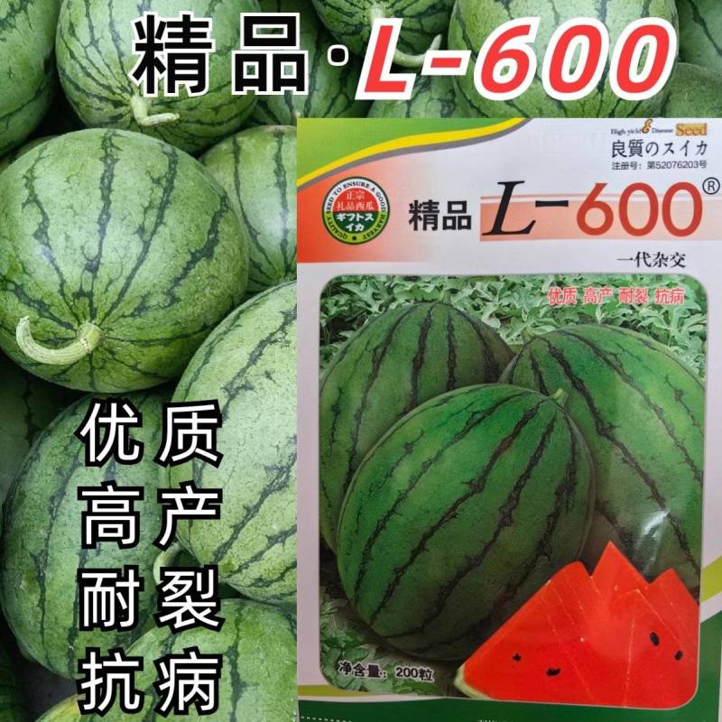 L600高档礼品西瓜种子超甜早熟小型耐裂2K薄皮红瓤奶油