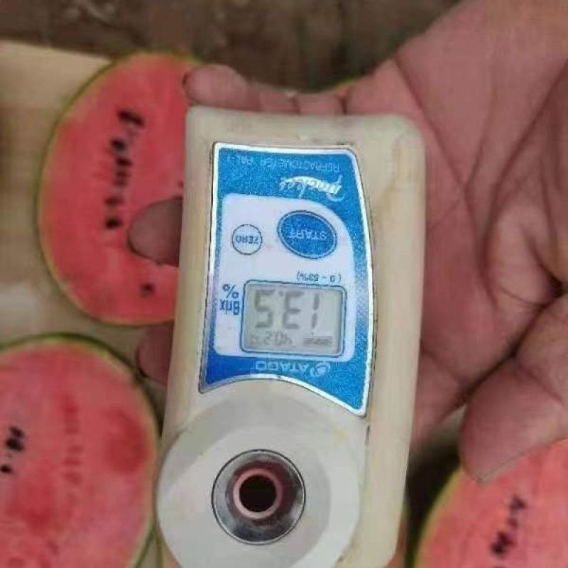 L600高档礼品西瓜种子超甜早熟小型耐裂2K薄皮红瓤奶油