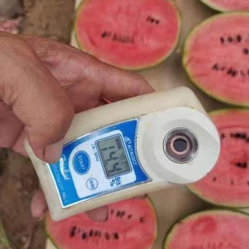 L600高档礼品西瓜种子超甜早熟小型耐裂2K薄皮红瓤奶油