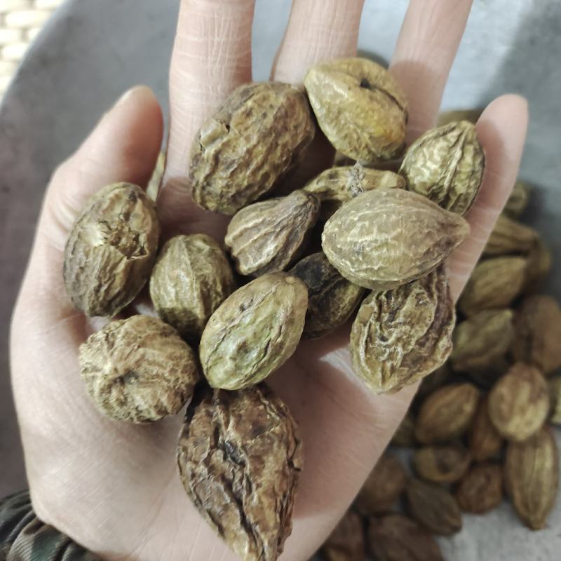 柯子，毛诃子，无硫一手货源，保质保量批发各种中药材欢迎订