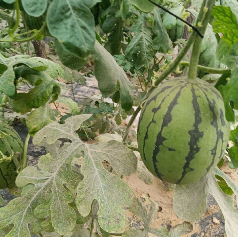 L600高档礼品西瓜种子超甜早熟小型耐裂2K薄皮红瓤奶油