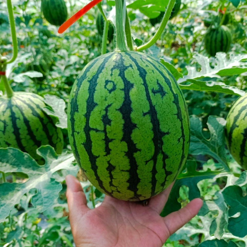 L600高档礼品西瓜种子超甜早熟小型耐裂2K薄皮红瓤奶油