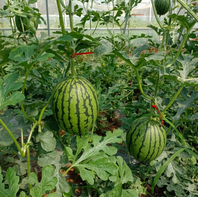 L600高档礼品西瓜种子超甜早熟小型耐裂2K薄皮红瓤奶油